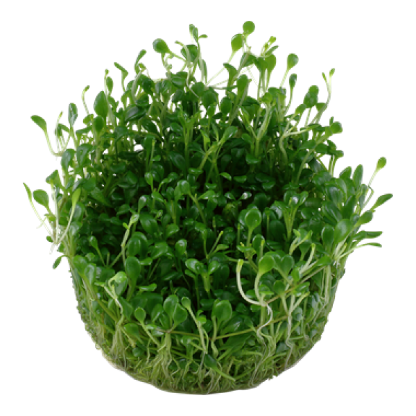 Glossostigma elatinoides/ Australisches Zungenblatt 1-2-Grow!
